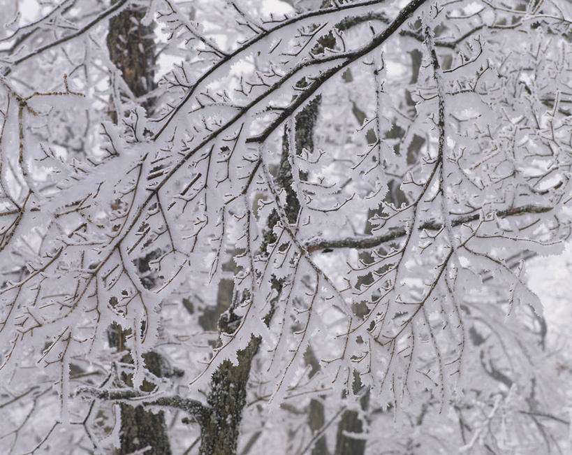 无人,横图,室外,特写,白天,正面,美景,森林,树林,植物,阴影,朦胧,模糊,光线,影子,冰,景观,冬季,冬天,树,树木,绿色,阳光,自然,景色,寒冷,生长,成长,冰冷,自然风光,雾凇,严寒,冰凉,酷寒,凛冽,凛凛,极冷,树挂,彩图