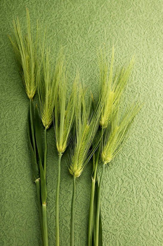 无人,竖图,俯视,室内,特写,白天,农作物,小麦,绿色背景,阴影,新鲜,反射,影子,谷物,绿色,摄影,麦子,影棚,青春,大麦,生命,和平,安详,冷色,彩图,高角度拍摄,影棚拍摄,拍摄