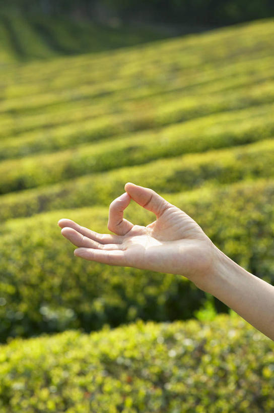 东方人,手,无名指,小指,一个人,竖图,室外,特写,白天,正面,锻炼,瑜伽,运动,草地,草坪,植物,亚洲,仅一个年轻女性,仅一个女性,仅一个人,阴影,朦胧,模糊,光线,影子,黄种人,草,绿色,阳光,手势,手部,养生,兰花指,单手,食指,君子指,体育,年轻女性,女人,女性,亚洲人,半身,彩图,健身