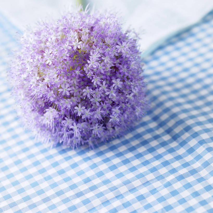 无人,竖图,俯视,室内,特写,白天,阴影,朦胧,模糊,盛开,反射,布料,方格,格子,影子,葱花,花蕾,布纹,桌布,花,花瓣,花朵,鲜花,蓝色,紫色,餐巾,台布,花苞,花蕊,餐桌布,彩图,高角度拍摄,电灯花,毛地黄叶吊钟柳