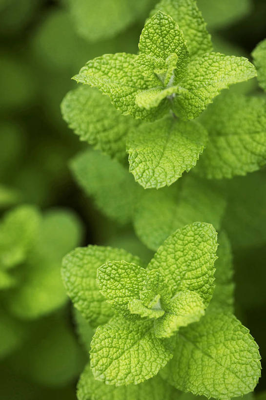 无人,竖图,室内,特写,白天,正面,植物,叶子,纹路,纹理,薄荷,绿叶,银丹草,绿色,嫩叶,肌理,斑叶凤梨薄荷,苹果薄荷,夜息香,叶,叶片,叶脉,彩图