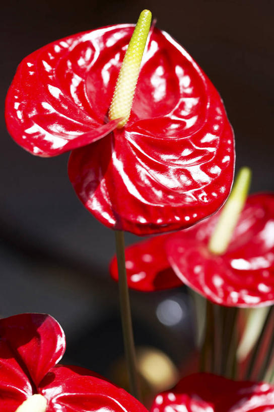 无人,竖图,室外,特写,白天,正面,热情,美景,三朵,阴影,盛开,光线,影子,景观,火鹤花,安祖花,花蕾,花,花瓣,花朵,鲜花,红色,阳光,自然,花苞,花蕊,景色,红掌,花烛,自然风光,红鹤芋,猪尾花,烛台花,蜡烛花,大展宏图,热血,彩图