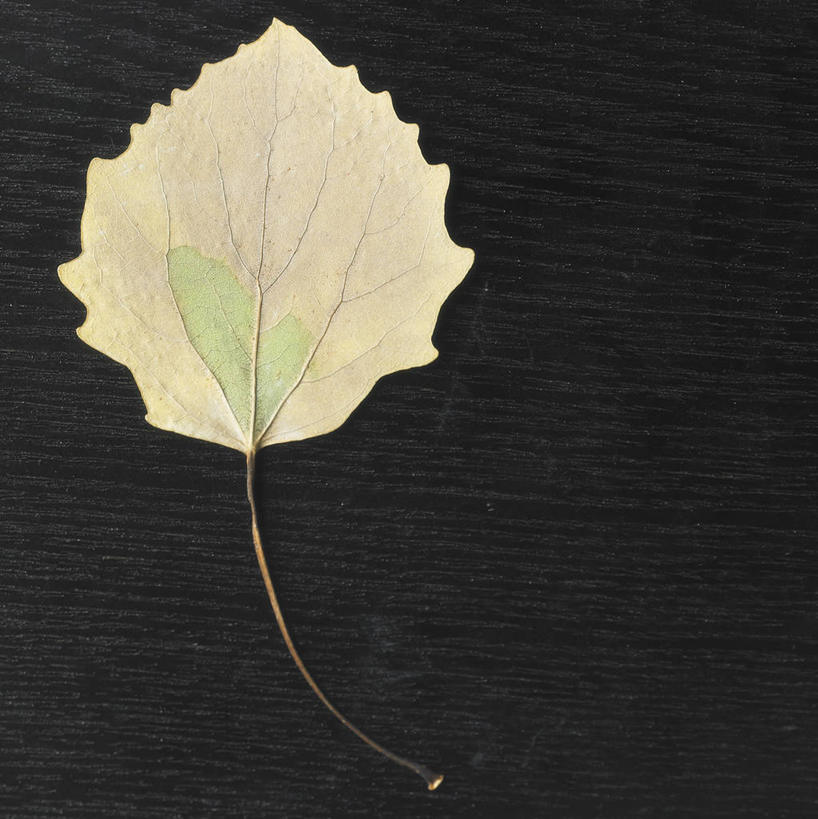 无人,竖图,室内,特写,白天,正面,叶子,一片,黑色背景,枯叶,落叶,黄色,摄影,影棚,叶,叶片,彩图,影棚拍摄,拍摄