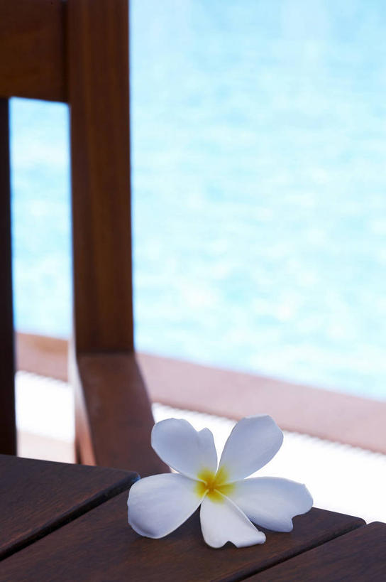 无人,体育馆,游泳池,竖图,俯视,室外,特写,白天,水,椅子,阴影,盛开,光线,影子,木椅,水池,水面,花蕾,泳池,赤素馨花,花,花瓣,花朵,鲜花,一朵,阳光,花苞,花蕊,游泳馆,缅栀子,蛋黄花,鸡蛋花,缅栀花,大季花,印度素馨,彩图,高角度拍摄