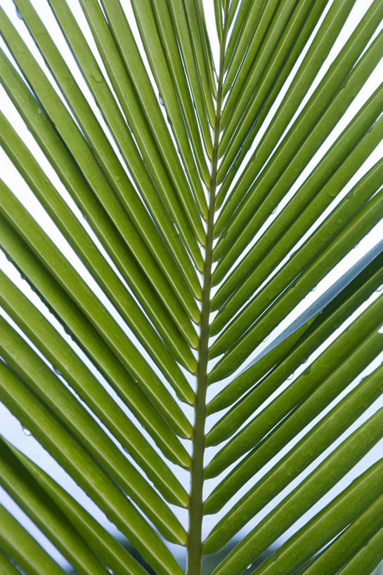 无人,竖图,室外,特写,白天,正面,美景,树林,植物,棕榈树,叶子,景观,绿叶,树,树木,绿色,自然,嫩叶,景色,生长,成长,自然风光,棕榈叶,叶,叶片,棕树,棕榈,彩图