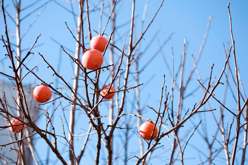 无人,横图,室外,特写,白天,仰视,美景,植物,浆果,柿子,水果,阴影,新鲜,光线,影子,景观,生食,食品,果实,果树,柿子树,树,树木,食物,红色,蓝色,绿色,蓝天,天空,阳光,自然,天,景色,有机食品,绿色食品,生长,晴朗,成长,自然风光,万里无云,晴空,晴空万里,彩图,低角度拍摄