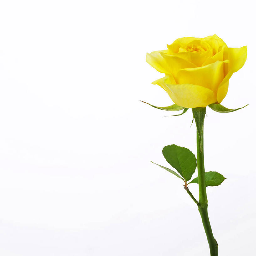 无人,竖图,室内,特写,白天,白色背景,正面,爱情,幸福,纯洁,热情,玫瑰,盛开,玫瑰花,浪漫,花蕾,黄玫瑰,花,花瓣,花朵,鲜花,一朵,黄色,花苞,花蕊,温暖,温馨,恩爱,摄影,影棚,和睦,感动,尊敬,天真,刺玫花,徘徊花,彩图,影棚拍摄,拍摄,融洽