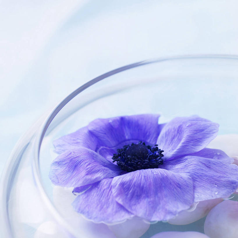 无人,竖图,俯视,室内,特写,白天,白色背景,水,白头翁,玻璃,阴影,盛开,反射,液体,影子,水滴,花蕾,玻璃制品,花,花瓣,花朵,鲜花,一朵,一个,紫色,容器,碗,花苞,花蕊,清热,摄影,影棚,单个,储藏,储存,杀虫,解毒,燥湿,止痢,奈何草,苦,彩图,高角度拍摄,影棚拍摄,拍摄,性寒,耗子花,老婆子花,老翁花,毛姑朵花,贮存,凉血