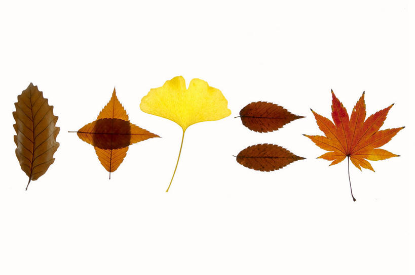 无人,横图,室内,特写,白天,白色背景,正面,叶子,一排,许多,整齐,并列,并排,枫叶,枯叶,落叶,很多,排列,黄色,红色,摄影,影棚,枫树叶,队列,平行,叶,叶片,彩图,影棚拍摄,拍摄