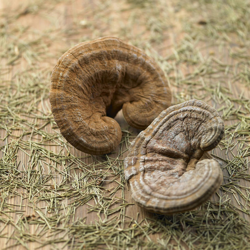 无人,竖图,俯视,室外,特写,白天,草地,草坪,植物,灵芝,阴影,朦胧,模糊,反射,影子,菌菇,草药,药草,菌类,中药,草,两个,绿色,真菌,药材,中草药,中药材,本草,药用菌,神芝,灵芝草,彩图,高角度拍摄,菌灵芝