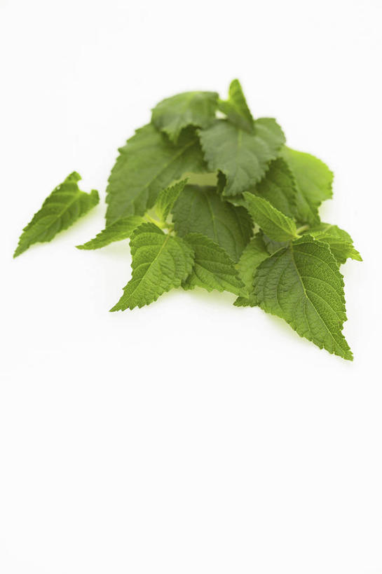 无人,竖图,俯视,室内,特写,白天,白色背景,植物,叶子,一堆,许多,堆叠,堆积,纹理,绿叶,草药,药草,很多,中药,绿色,嫩叶,摄影,影棚,堆,药材,中草药,蜜蜂花,中药材,本草,肌理,鼻血草,叶,叶片,叶脉,彩图,高角度拍摄,影棚拍摄,拍摄