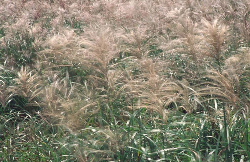 无人,横图,室外,特写,白天,正面,美景,芦苇,叶子,朝鲜,韩国,亚洲,朦胧,模糊,景观,粽叶,绿叶,自然,嫩叶,景色,自然风光,东亚,箬叶,芦苇叶,大韩民国,朝鲜半岛,朝鲜民主主义人民共和国,韩半岛,叶,叶片,彩图