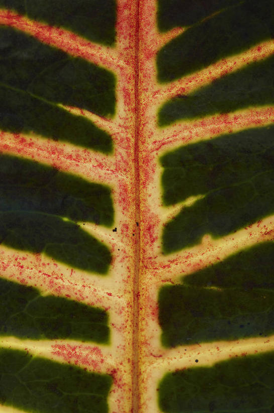 无人,竖图,室内,特写,白天,正面,植物,叶子,一片,纹理,绿叶,绿色,嫩叶,肌理,叶,叶片,叶脉,彩图