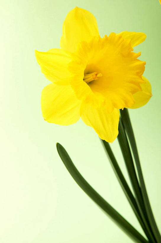无人,竖图,室内,特写,白天,正面,爱情,陶醉,水仙花,叶子,盛开,绿叶,花蕾,花,花瓣,花朵,鲜花,一朵,黄色,花苞,花蕊,嫩叶,摄影,影棚,记忆,金盏银台,玉玲珑,女史花,雅蒜,天蒜,敬意,自恋,凌波仙子,水仙,天葱,叶,叶片,彩图,影棚拍摄,拍摄