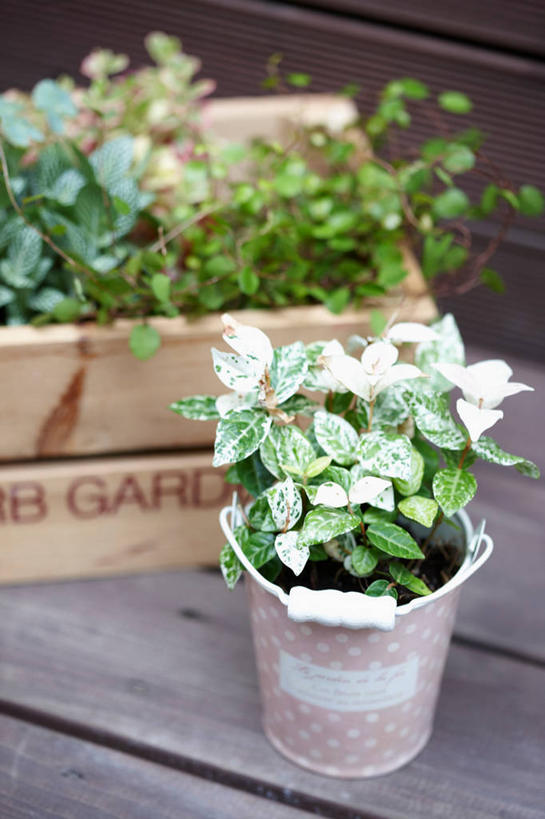 无人,竖图,室内,白天,正面,植物,阴影,反射,木制,盆栽,影子,木箱,盆景,绿色,自然,木制品,容器,箱子,生长,成长,储藏,储存,彩图,贮存