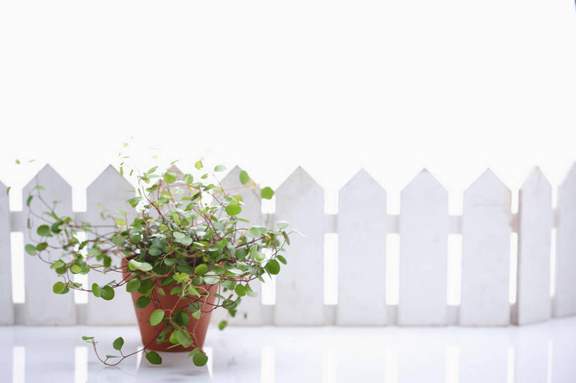 无人,栏杆,横图,室内,特写,白天,白色背景,正面,植物,盆栽,栅栏,篱笆,围栏,盆景,护栏,一个,绿色,自然,摄影,影棚,生长,单个,成长,彩图,影棚拍摄,拍摄