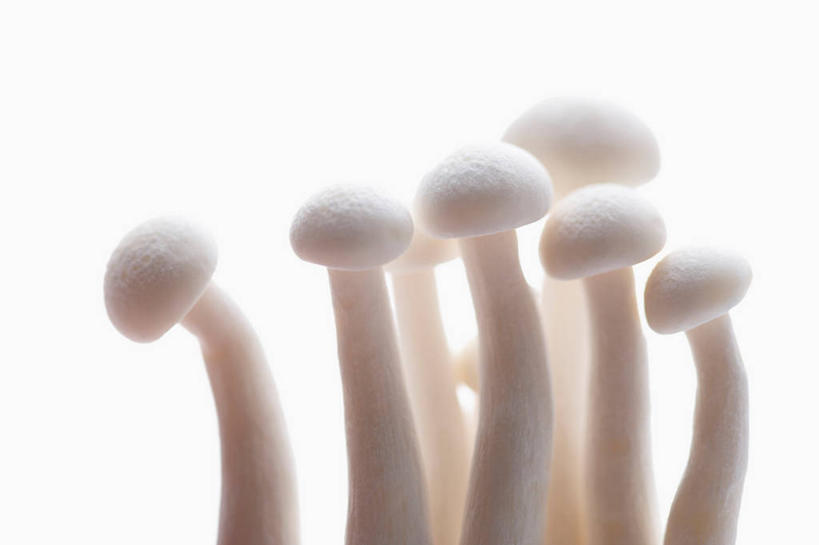 无人,横图,室内,特写,白天,白色背景,正面,许多,阴影,反射,影子,金针菇,菌菇,很多,菌类,白色,食用菌,摄影,影棚,真菌,构菌,金菇,毛柄金钱菌,银针菇,智力菇,彩图,影棚拍摄,拍摄