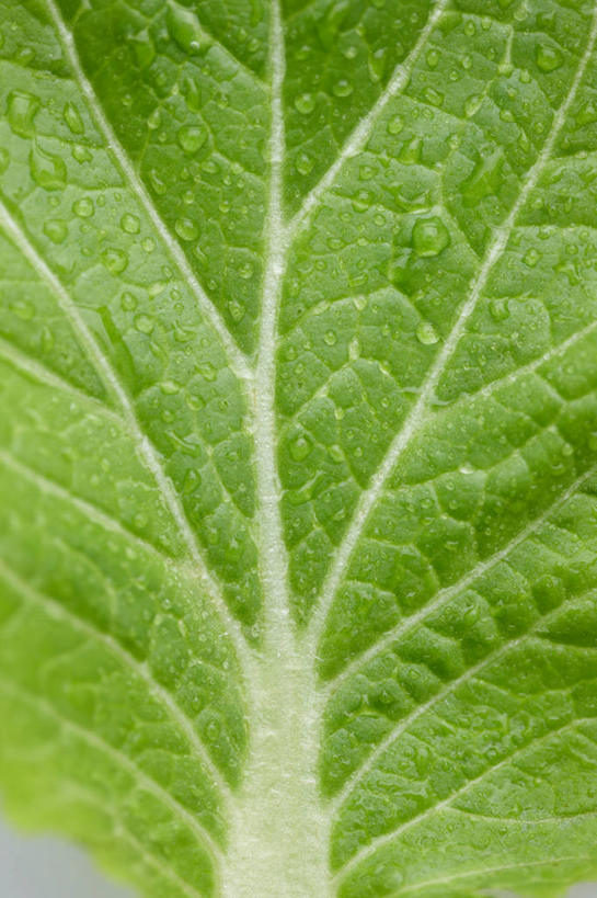 无人,竖图,室内,特写,白天,正面,植物,蔬菜,椰菜,卷心菜,叶子,一片,新鲜,纹理,食品,绿叶,食物,绿色,嫩叶,甘蓝,有机食品,绿色食品,肌理,甘蓝菜,叶,叶片,叶脉,结球甘蓝,甘兰,包心菜,彩图,圆白菜