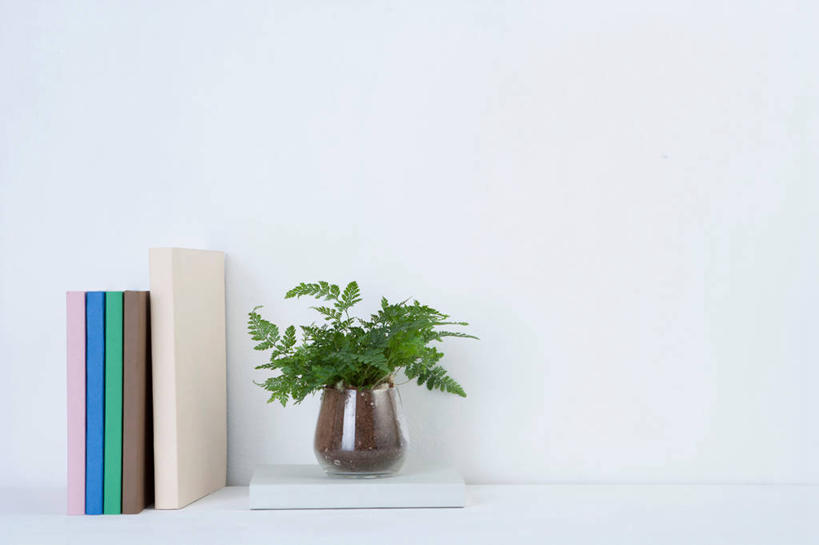 无人,横图,室内,特写,白天,白色背景,正面,植物,书籍,叶子,一排,整齐,盆栽,绿叶,盆景,五本,排列,绿色,自然,书本,嫩叶,摄影,影棚,生长,成长,队列,叶,叶片,书,图书,彩图,影棚拍摄,拍摄