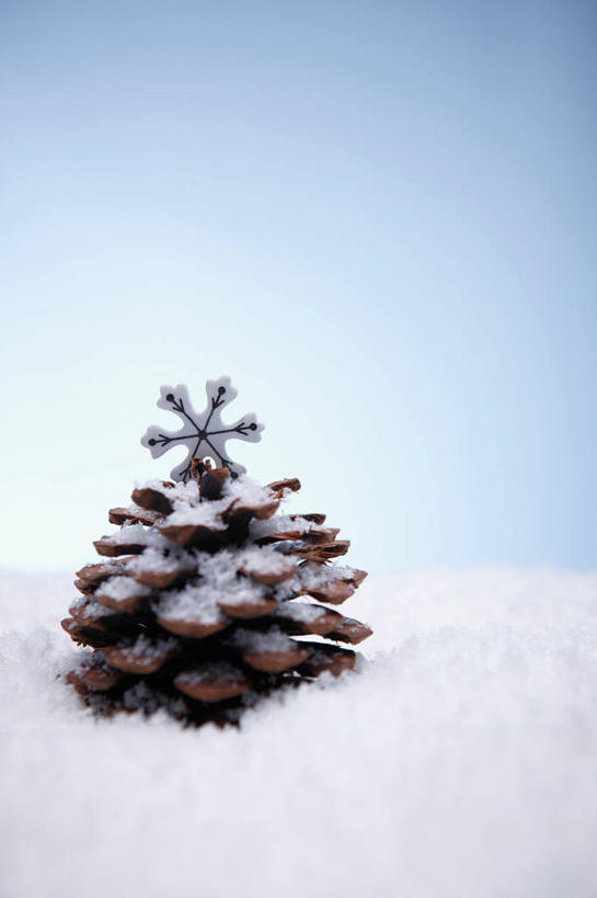 无人,竖图,室内,特写,白天,正面,雪,大雪,积雪,雪花,雪景,冬季,冬天,坚果,果实,松果,一个,干果,寒冷,摄影,影棚,单个,松塔,严寒,彩图,影棚拍摄,拍摄