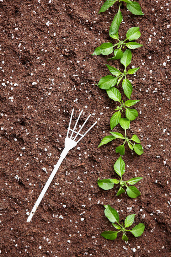 无人,竖图,俯视,室内,特写,白天,植物,金属制品,阴影,反射,金属,工具,影子,泥土,土壤,绿色,自然,生长,成长,耙子,农具,耕具,彩图,高角度拍摄