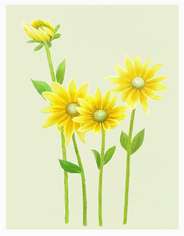 无人,竖图,插画,室内,白天,正面,数码,科技,叶子,四朵,阴影,盛开,网络,绿叶,高光,几何,计算机图形,合成,花蕾,图画,画,花,花瓣,花朵,鲜花,黄色,花苞,花蕊,嫩叶,菊花,金花菊,电脑合成图,数码合成图,合成图,漫画,王爷葵,写实,具体,具象,肿柄菊,叶,叶片,彩图,狄氏菊,假向日葵,提汤菊,五爪金英
