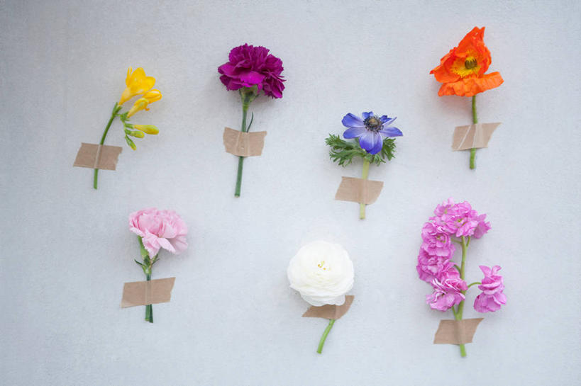 无人,横图,室内,特写,白天,正面,纯洁,热情,康乃馨,山茶花,许多,阴影,灰色背景,盛开,反射,影子,小苍兰,很多,祝福,花蕾,花,花瓣,花朵,鲜花,粉色,黄色,红色,紫色,白色,花苞,花蕊,橙色,母爱,清纯,摄影,影棚,清香,亲情,玉茗花,耐冬,思念,浓情,海石榴,麦兰,小菖兰,雪兰,洋晚香玉,宽容,热恋,真挚,荷兰石竹,大花石竹,狮头石竹,热心,茶花,麝香石竹,石竹,香石竹,彩图,影棚拍摄,拍摄,魅力