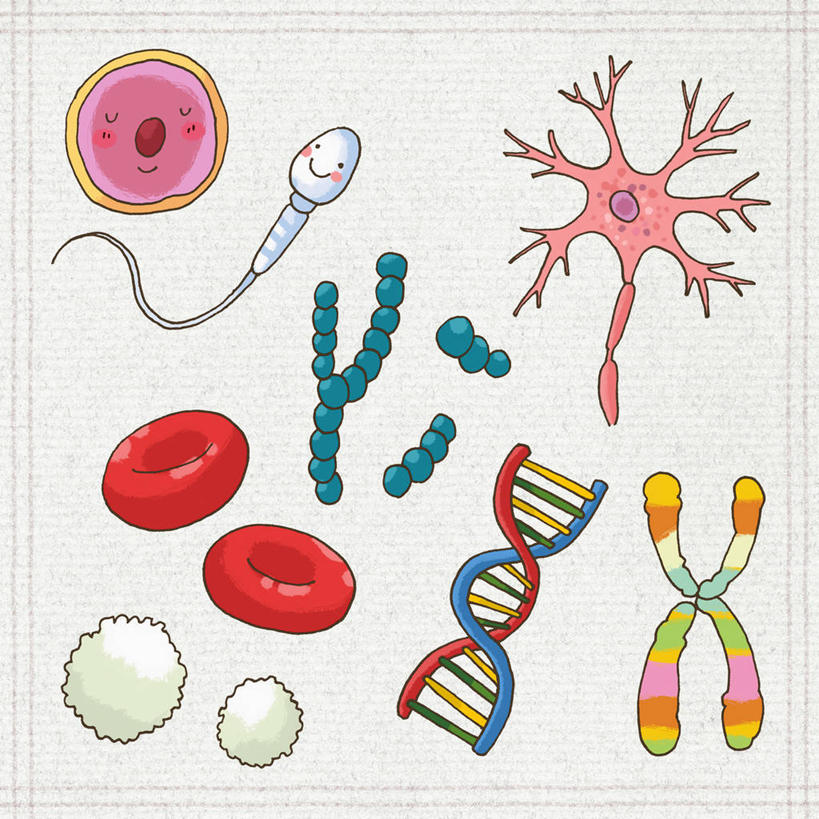 无人,方图,插画,室内,白天,正面,数码,科技,微生物,阴影,科学,网络,红血球,基因,细胞核,医学,染色体,细胞,高光,几何,计算机图形,合成,图画,画,精子,生物,遗传,电脑合成图,数码合成图,生物学,脱氧核糖核酸,血细胞,合成图,蛋白质,漫画,神经元,写实,具体,具象,红细胞,神经细胞,核糖核酸,染色质,遗传信息,遗传因子,遗传学,生殖细胞,X染色体,单倍体生殖细胞,性染色体,雄配子,雄性生殖细胞,雄性细胞,彩图