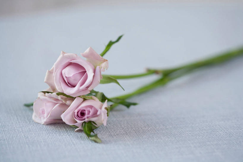 无人,横图,俯视,室内,特写,白天,爱情,幸福,纯洁,热情,玫瑰,三朵,阴影,灰色背景,朦胧,模糊,反射,影子,玫瑰花,浪漫,粉色,温暖,温馨,恩爱,摄影,影棚,和睦,感动,粉玫瑰,尊敬,天真,刺玫花,徘徊花,彩图,高角度拍摄,影棚拍摄,拍摄,融洽