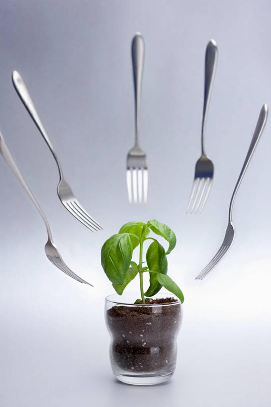 无人,竖图,俯视,室内,特写,白天,植物,餐具,花盆,玻璃,许多,阴影,灰色背景,反射,叉子,影子,泥土,土壤,草药,药草,很多,中药,玻璃制品,容器,腾空,摄影,影棚,储藏,储存,药材,中草药,餐叉,中药材,本草,进餐用具,彩图,高角度拍摄,影棚拍摄,拍摄,贮存