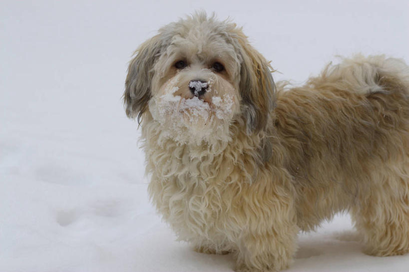无人,站,横图,室外,白天,正面,雪,大雪,宠物,狗,积雪,雪景,冬季,冬天,注视,一只,动物,观察,看,站着,寒冷,可爱,观看,察看,关注,忠诚,严寒,犬,站立,半身,彩图