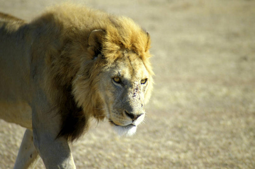 无人,走,横图,室外,白天,侧面,草地,草原,植物,哺乳动物,野生动物,狮子,非洲,阴影,光线,影子,旷野,注视,草,一只,绿色,阳光,动物,观察,看,观看,察看,关注,原野,凶猛,阿非利加洲,残暴,凶残,步行,散步,走路,半身,彩图