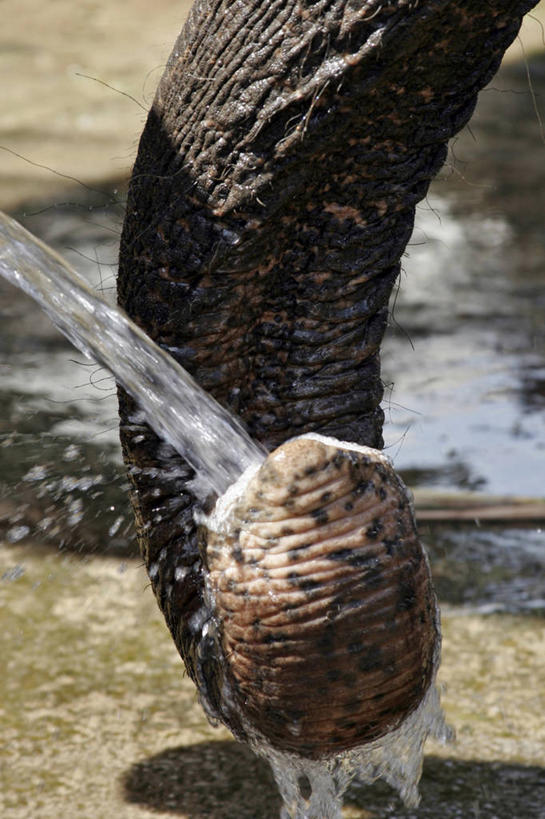 鼻子,无人,竖图,室外,特写,白天,正面,水,哺乳动物,大象,野生动物,泰国,亚洲,飞溅,曲折,弯曲,溅,液体,水滴,大城,水珠,一只,动物,东南亚,蜿蜒,喷洒,亚洲象,泰王国,阿育他耶府,大城府,鼻,鼻孔,象,半身,彩图
