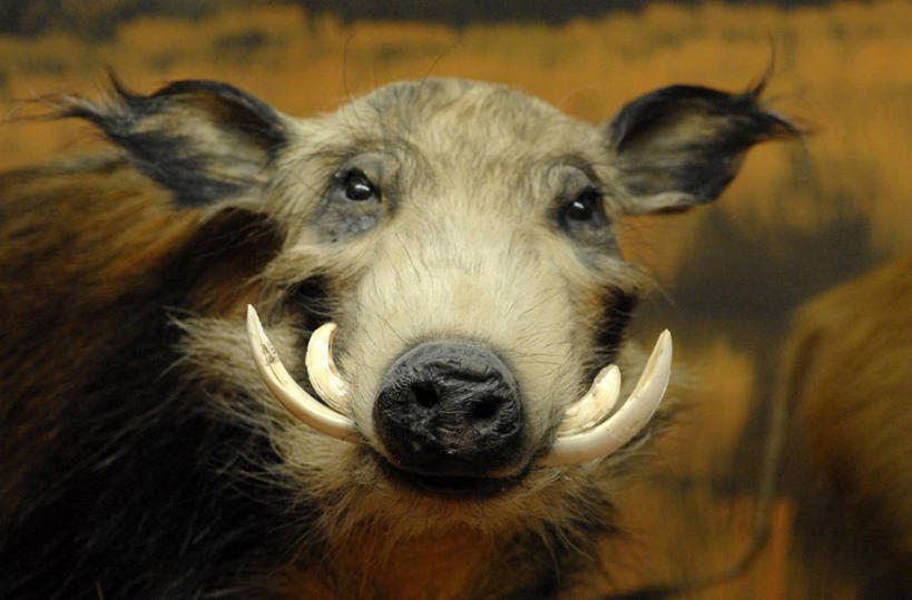 头,无人,站,横图,室外,特写,白天,正面,草地,草原,美景,植物,野生动物,疣猪,猪,阴影,朦胧,模糊,光线,影子,景观,旷野,注视,草,一只,绿色,阳光,自然,动物,观察,看,站着,景色,观看,察看,关注,自然风光,原野,凶猛,残暴,凶残,头部,站立,半身,彩图