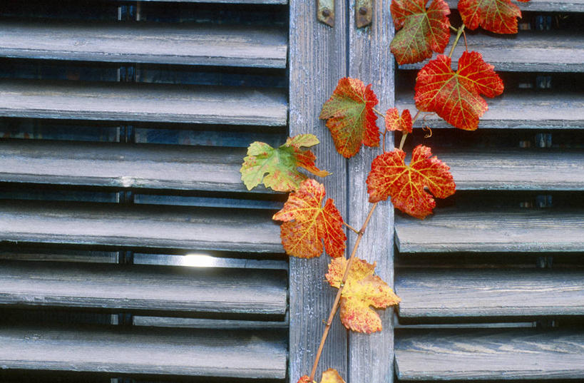 无人,横图,室内,特写,白天,正面,秋季,窗户,叶子,百叶窗,房屋,屋子,马厩,长春藤,常春藤,枯叶,落叶,马棚,永恒,不朽,忠实,洋常春藤,叶,叶片,秋,秋天,彩图,房子,养马,常青藤
