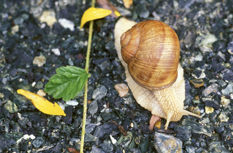 无人,横图,俯视,室外,特写,白天,石头,植物,叶子,蜗牛,石子,纹理,绿叶,一只,爬行,绿色,动物,爬,嫩叶,软体动物,匍匐,肌理,叶,叶片,叶脉,石块,彩图,高角度拍摄,全身