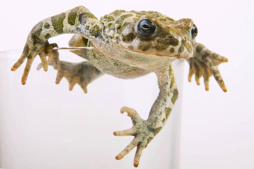 无人,攀登,横图,室内,特写,白天,白色背景,正面,蟾蜍,野生动物,杯子,注视,玻璃制品,一个,一只,动物,水杯,观察,看,爬,摄影,活泼,影棚,单个,观看,察看,关注,蟾,玻璃杯,癞蛤蟆,蛤蟆,攀爬,彩图,全身,影棚拍摄,拍摄