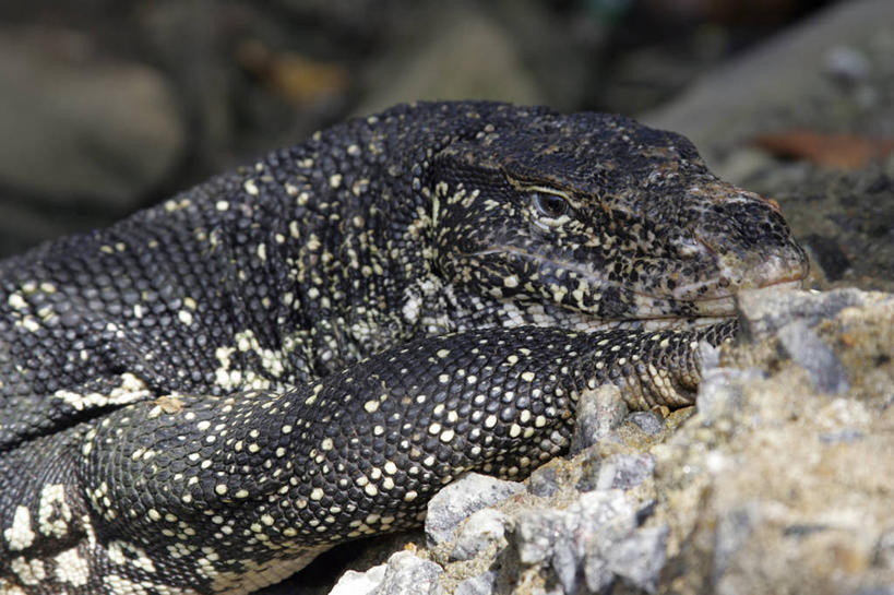无人,横图,室外,特写,白天,侧面,石头,美景,野生动物,蜥蜴,朦胧,模糊,石子,景观,注视,停留,一只,爬行,自然,动物,观察,看,爬,景色,观看,停止,察看,关注,自然风光,匍匐,石龙子,泉龙,猪婆蛇,四脚蛇,蜴,巨蜥,逗留,停顿,石块,半身,彩图