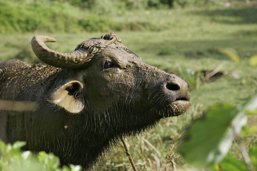 头,无人,农田,站,横图,室外,特写,白天,侧面,农业,庄稼,农作物,草地,草坪,美景,植物,牛,野生动物,阴影,朦胧,模糊,光线,影子,稻田,景观,谷物,水稻,注视,稻,草,树,树木,一只,绿色,阳光,自然,动物,观察,看,站着,景色,生长,成长,观看,察看,关注,自然风光,凶猛,非洲水牛,残暴,凶残,头部,水牛,站立,半身,彩图,耕地,庄稼田,非洲野牛