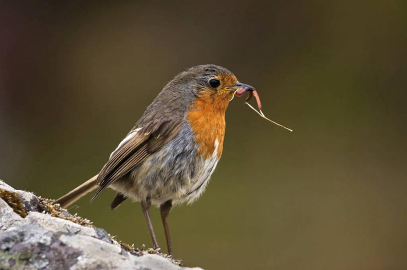 无人,站,横图,室外,特写,白天,侧面,石头,美景,鸟,野生动物,咬,阴影,朦胧,模糊,光线,鸟类,知更鸟,昆虫,石子,影子,景观,注视,一只,阳光,自然,动物,观察,看,站着,景色,可爱,活泼,观看,咬着,察看,关注,自然风光,蚯蚓,红襟鸟,欧亚鸲,知更雀,罗宾鸟,地虫,地龙,坚蚕,蛐蟮,石块,站立,彩图,全身