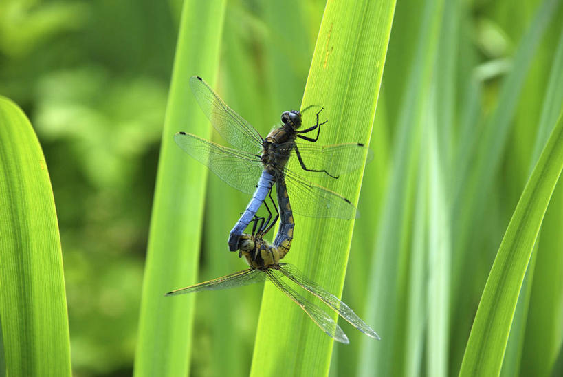 无人,横图,室外,特写,白天,侧面,美景,叶子,朦胧,模糊,蜻蜓,昆虫,景观,绿叶,停留,自然,动物,两只,嫩叶,景色,停止,自然风光,交配,猫猫丁,咪咪洋,蚂螂,河嘻嘻,益虫,逗留,停顿,叶,叶片,彩图,全身