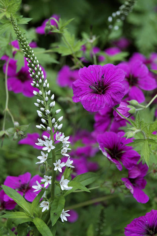 无人,竖图,俯视,室外,特写,白天,幸福,美景,紫罗兰,叶子,朦胧,模糊,盛开,景观,绿叶,清凉,花蕾,花,花瓣,花朵,鲜花,紫色,白色,自然,夏天,花苞,花蕊,嫩叶,景色,洋绣球,天竺葵,自然风光,光辉,永恒,驱蚊草,日烂红,入腊红,石腊红,洋葵,质朴,初恋,美德,愁绪,愁怨,华北紫丁香,龙梢子,百结,丁香,情客,紫丁香,叶,叶片,草紫罗兰,草桂花,彩图,高角度拍摄