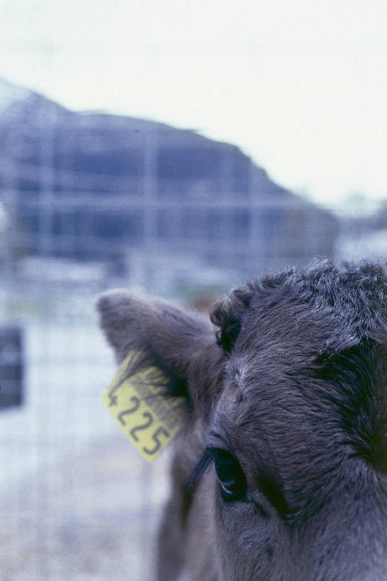 头,无人,竖图,室外,特写,白天,正面,牛,野生动物,一头,朦胧,模糊,注视,动物,观察,看,观看,察看,关注,美洲野牛,凶猛,美洲草原野牛,美洲犎牛,美洲平原野牛,残暴,凶残,头部,野牛,半身,彩图