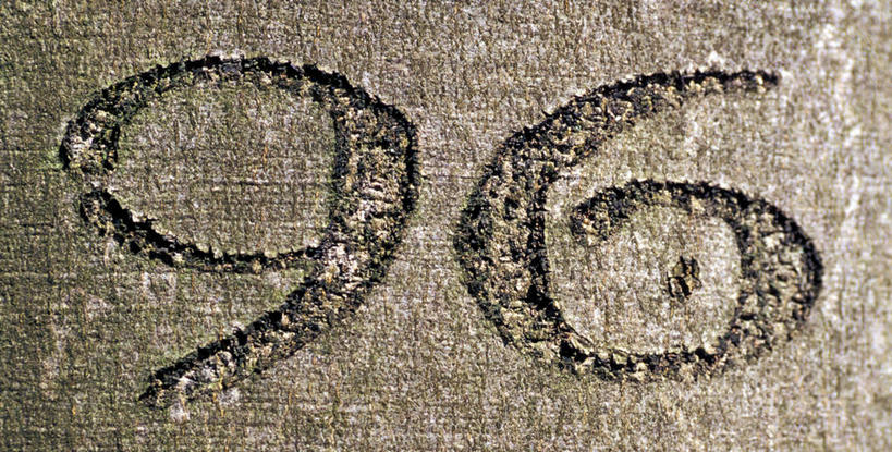 无人,横图,室外,特写,白天,正面,标志,数字,文字,字符,树桩,标识,树,树干,木桩,阿拉伯数字,彩图