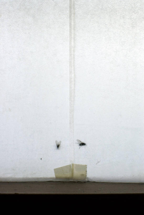 无人,竖图,室内,白天,正面,窗户,苍蝇,细菌,昆虫,玻璃窗,动物,两只,死亡,病菌,害虫,传染,四害,殒命,灭亡,彩图,全身