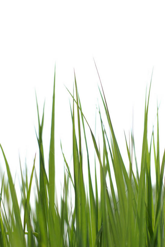 无人,竖图,室内,特写,白天,白色背景,正面,草地,草坪,植物,芦苇,叶子,粽叶,绿叶,草,绿色,嫩叶,摄影,影棚,箬叶,芦苇叶,叶,叶片,彩图,影棚拍摄,拍摄