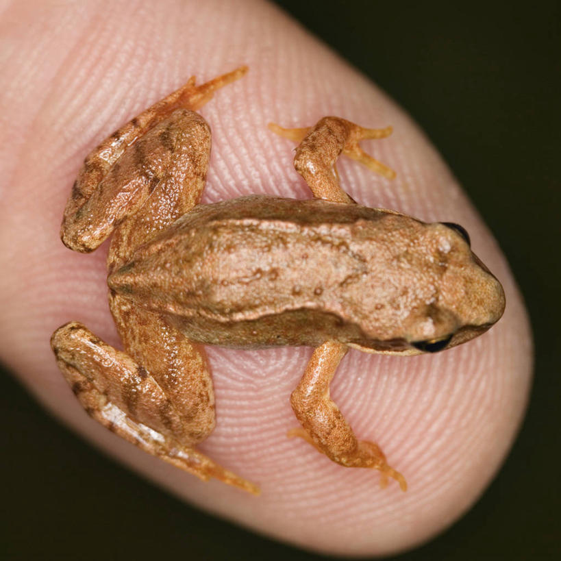 无人,方图,俯视,室外,特写,白天,美景,蟾蜍,野生动物,朦胧,模糊,景观,注视,一只,自然,动物,观察,看,趴着,景色,活泼,观看,察看,关注,自然风光,蟾,癞蛤蟆,蛤蟆,趴,彩图,高角度拍摄,全身