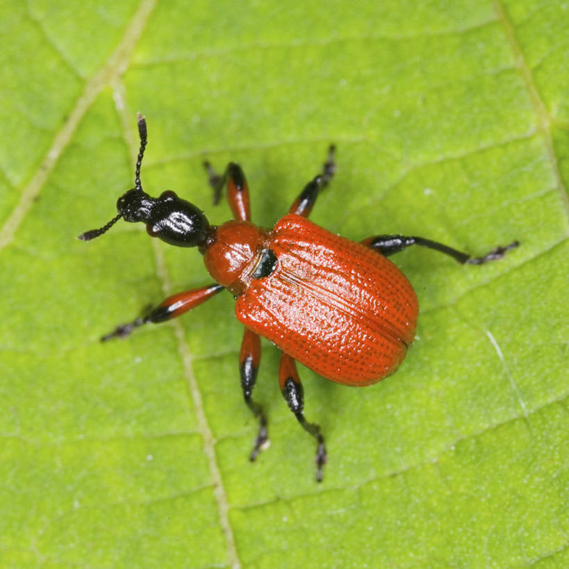 无人,方图,俯视,室外,特写,白天,美景,植物,叶子,阴影,朦胧,模糊,反射,昆虫,纹理,影子,景观,绿叶,甲壳虫,停留,一只,绿色,自然,动物,嫩叶,景色,停止,自然风光,甲虫,益虫,肌理,逗留,停顿,叶,叶片,叶脉,彩图,高角度拍摄,全身
