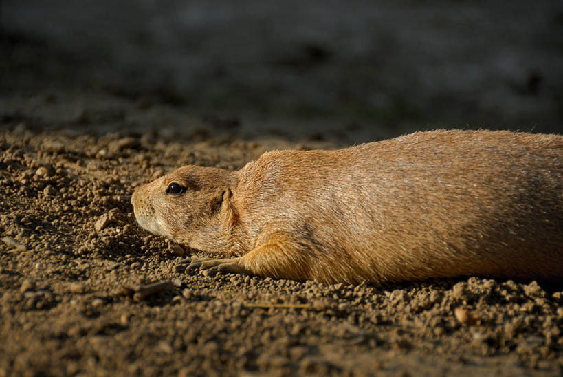 无人,躺,横图,俯视,室外,白天,海浪,海洋,美景,沙滩,野生动物,水獭,阴影,朦胧,模糊,光线,沙子,影子,海岸,景观,浪花,沙地,注视,一只,阳光,自然,海水,动物,观察,看,景色,可爱,活泼,观看,察看,关注,自然风光,海景,獭,卧着,大海,风浪,海,海水的波动,海滩,近岸浪,涌浪,水毛子,水狗,躺着,卧,半身,彩图,高角度拍摄