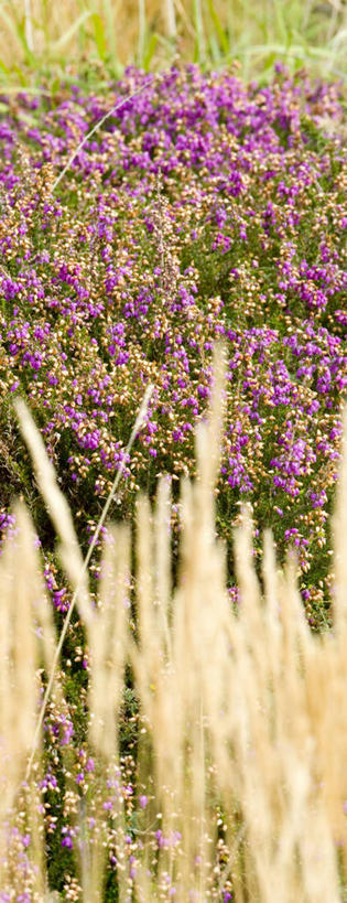 无人,竖图,室外,白天,正面,花海,花圃,美景,植物,叶子,法国,欧洲,阴影,盛开,光线,影子,景观,花蕾,花,花瓣,花朵,花卉,鲜花,绿色,紫色,阳光,自然,花丛,花束,花田,花苞,花蕊,景色,布列塔尼,西欧,法兰西,自然风光,法兰西共和国,法兰西第五共和国,菲尼斯泰尔省,布列塔尼地区,非尼斯泰尔省,彩图